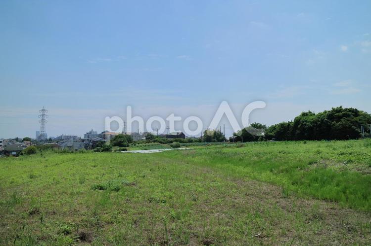 雑草が生えた田舎の空き地 雑草,空き地,田舎の写真素材