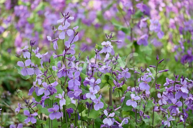 むらさきだいこんの花 花,むらさきだいこん,紫の写真素材