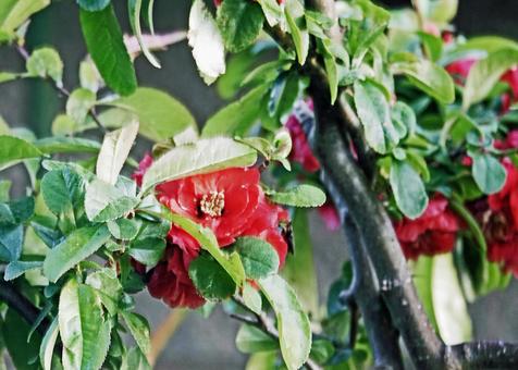 咲き誇るボケの花 咲き誇るボケの花 植物,ボケ,花の写真素材
