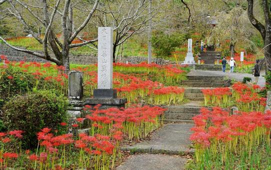 参道の秋景色 参道の秋景色 花,彼岸花,寺の写真素材