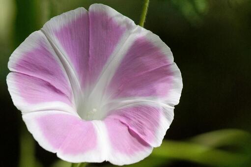 Photo, morning glory, pink, white, 