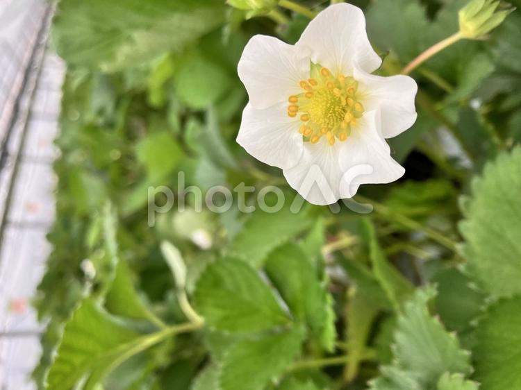 緑の中に咲く白い花　イチゴの花 イチゴ,いちご,いちご狩りの写真素材