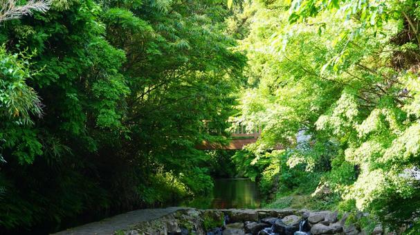 白川水源 白川水源 熊本県,川,水源の写真素材