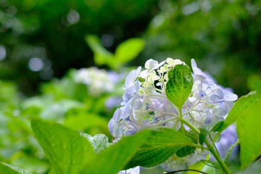紫陽花 紫陽花の写真