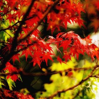 秋の紅葉 秋の紅葉の写真
