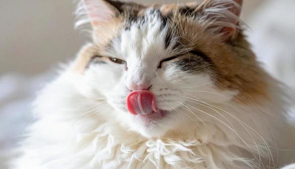 毛づくろいする猫、猫舌 毛づくろいする猫、猫舌の写真