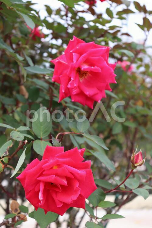 アメリカ生まれの早咲きの赤い薔薇、ラブ 薔薇,花,植物の写真素材