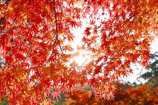 美しいもみじの紅葉風景 美しいもみじの紅葉風景の写真