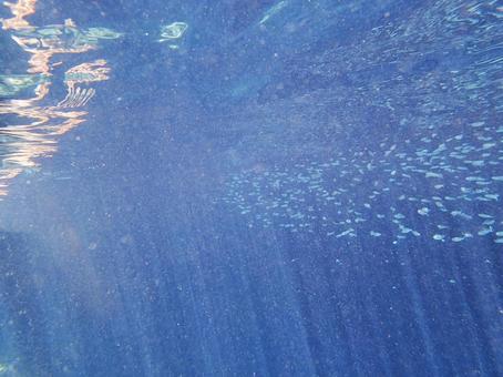 沖縄の海 亜熱帯 魚の群れ 水中 潜水 沖縄の海 亜熱帯 魚の群れ 水中 潜水の写真