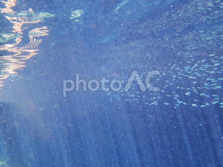 沖縄の海　亜熱帯　魚の群れ　水中　潜水 沖縄,亜熱帯,海の写真素材