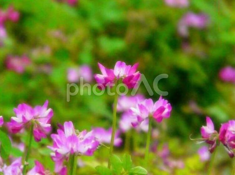 愛犬の散歩中に。 蓮華草,レンゲソウ,れんげの写真素材