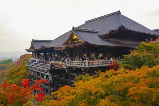 京都 鮮やかな紅葉に包まれた清水寺 京都,清水寺,清水の舞台の写真素材