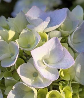 陽射しを浴びる紫陽花 陽射しを浴びる紫陽花 紫陽花,花,アジサイの写真素材