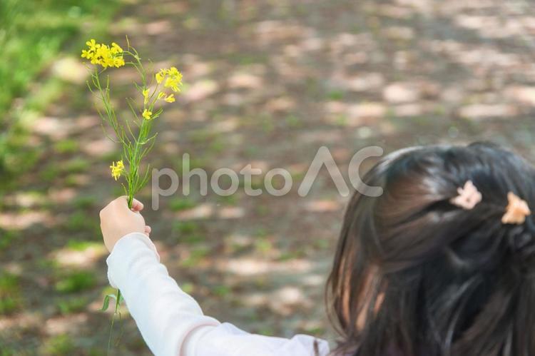 新一年生の女の子が菜の花を摘む 菜の花,花,摘むの写真素材