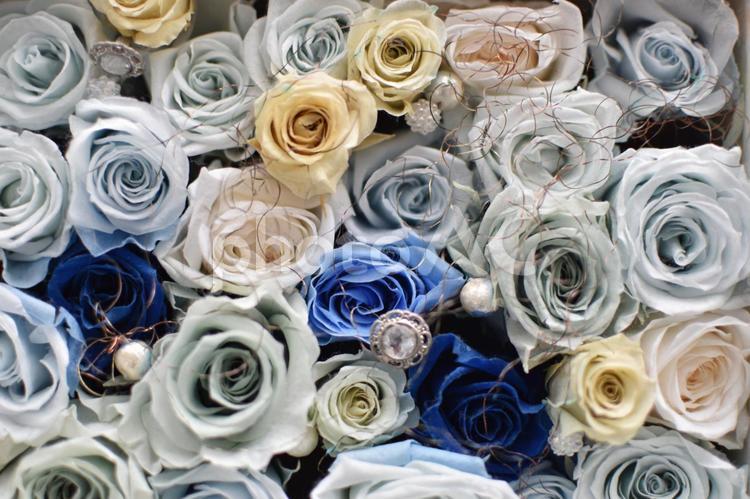白と青の薔薇の花 薔薇,バラ,プリザーブドフラワーの写真素材