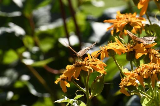 オレンジ色の花 オレンジ色の花の写真