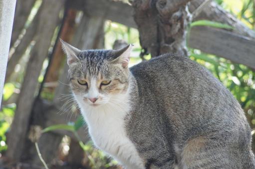 ねこ ねこの写真