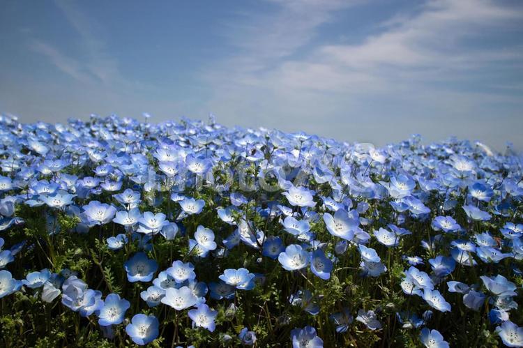春の花、青いネモフィラと背景空 空,青空,屋外の写真素材