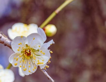 本庄運動公園 梅の花3ー61 本庄運動公園 梅の花3ー61の写真