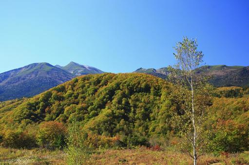 秋が深まる乗鞍高原 秋が深まる乗鞍高原 乗鞍高原,紅葉,秋の写真素材