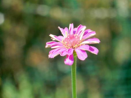 【花の写真】 ヒャクニチソウ（百日草）の写真