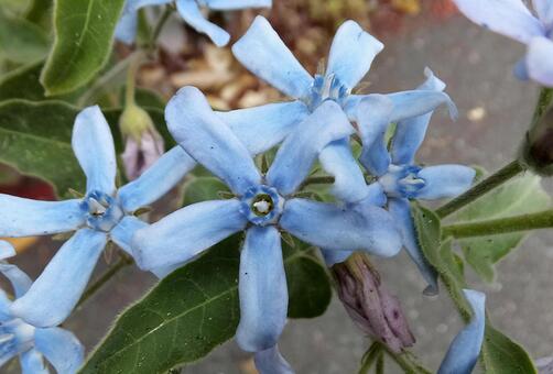 オキシペタルム [Southern star]-002の写真