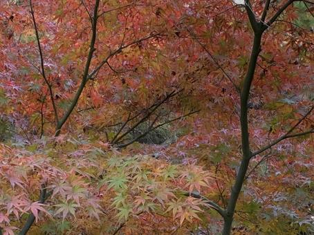 初紅葉 紅葉,西の丸庭園,紅葉渓庭園の写真素材