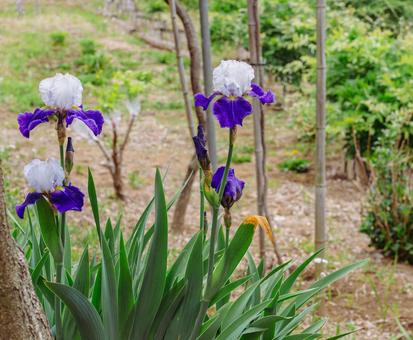 ジャーマンアイリス2ー5 ジャーマンアイリス,屋外,風景の写真素材