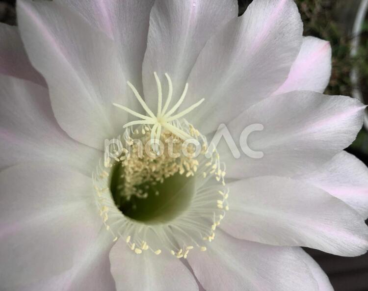 サボテンの花　雄しべと雌しべ サボテン,花,雄しべの写真素材