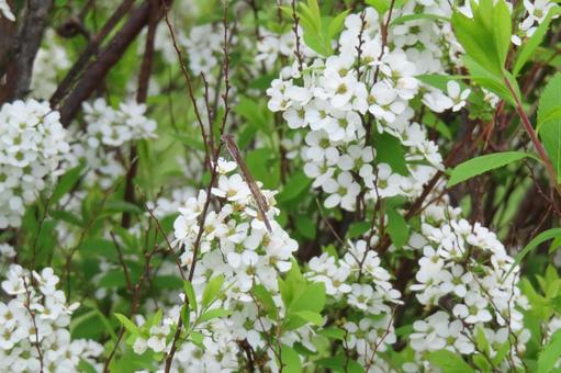 Dragonflies and Spiraea, JPG Dragonflies and Spiraea, JPG
