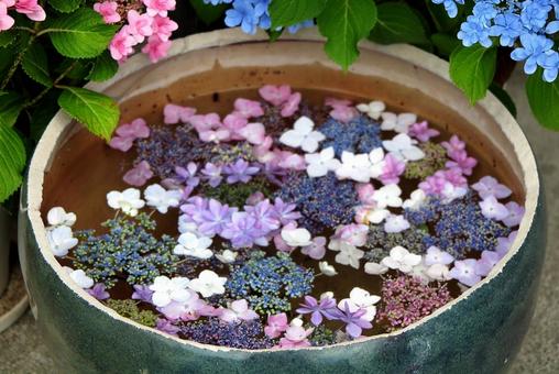 Photo, gokurakuji, flower water, hydrangea, 
