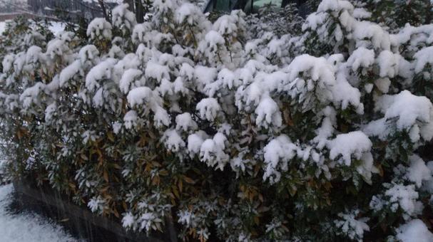 雪景色 雪景色の写真