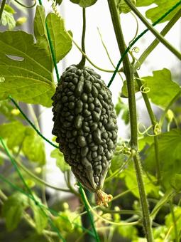 Bitter melon grown in a home garden, JPG Bitter melon grown in a home garden, JPG