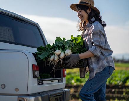 収穫した野菜をトラックに積む農家の女性 収穫した野菜をトラックに積む農家の女性の写真