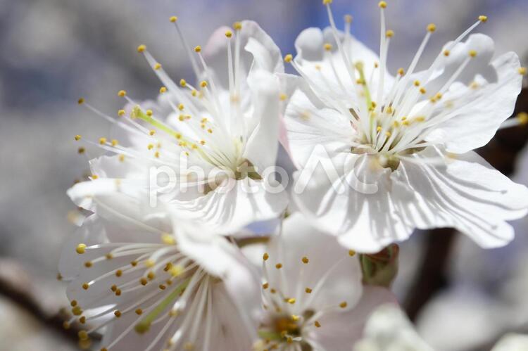 さくらんぼの花① さくらんぼ,サクランボ,実桜の写真素材