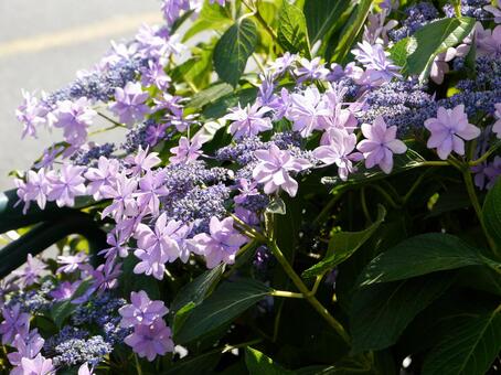 日差しに照らされる紫陽花ダンスパーティー アジサイ,ガクアジサイ,ガーデニングの写真素材
