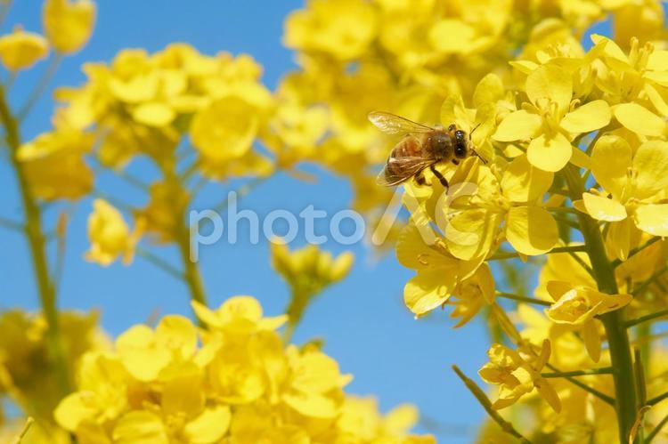 ミツバチ ミツバチ,蜜蜂,菜の花の写真素材