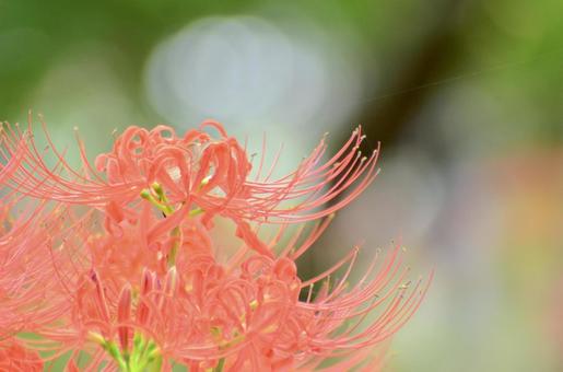 彼岸花 彼岸花の写真