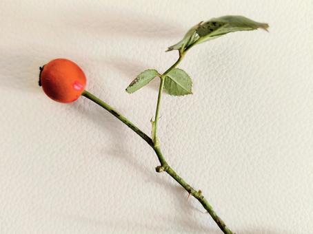 ローズヒップの写真