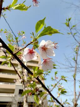 すっかり葉桜の進んだ早咲きの玉縄桜 玉縄桜,サクラ,花の写真素材