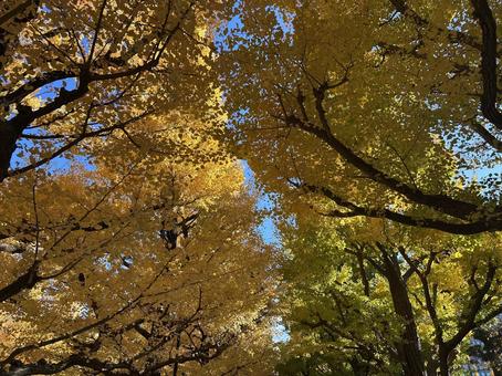 外苑前のイチョウ並木 イチョウ,銀杏,並木の写真素材
