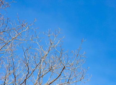 青空と冬の木々 青空と冬の木々 青空,樹木,冬イメージの写真素材