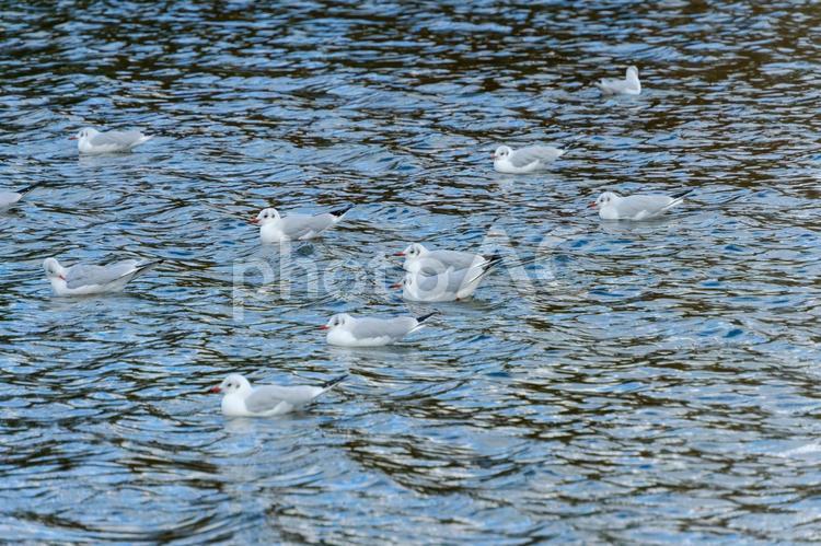 湖面を漂うユリカモメの群れ ユリカモメ,鳥,野鳥の写真素材