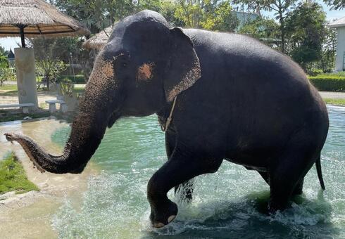 ゾウ　水浴び 象,動物,可愛いの写真素材