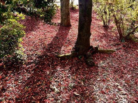 紅葉の落ち葉 紅葉,もみじ,赤葉の写真素材