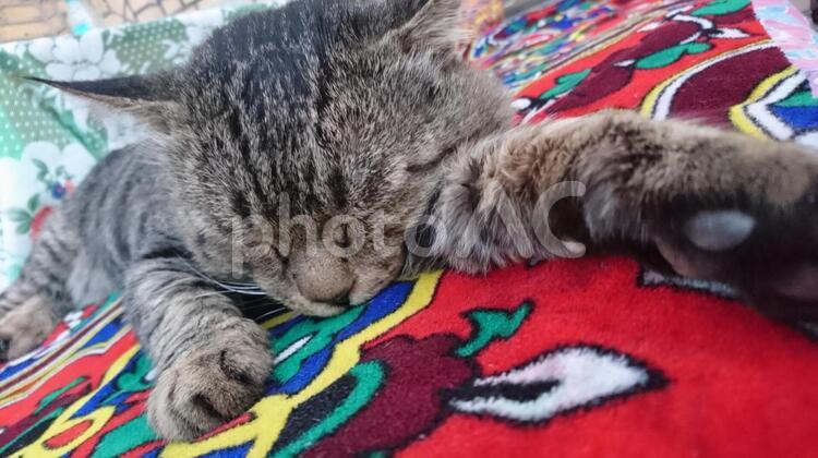 猫のお昼寝 猫のお昼寝 猫,お昼寝,キジトラの写真素材