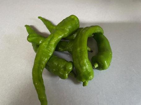 万願寺とうがらし 甘とうがらし 夏野菜 万願寺とうがらし 甘とうがらし 夏野菜の写真