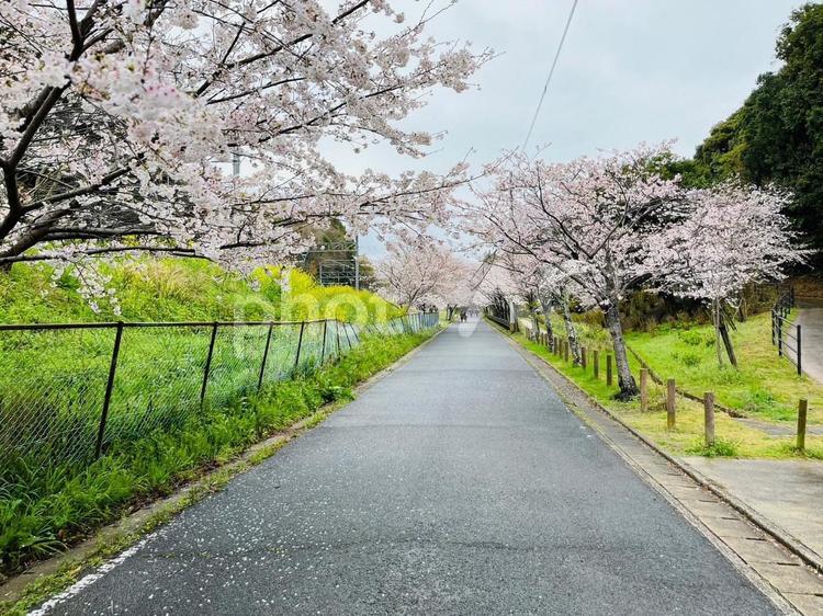 桜並木 春,さくら,桜の写真素材