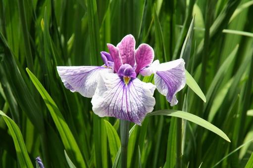 ハナショウブ・花菖蒲 ハナショウブ・花菖蒲の写真