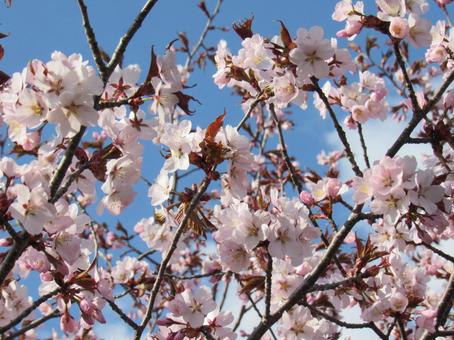 満開の桜の写真